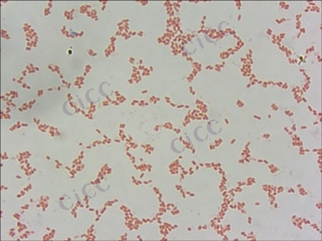 Enterobacter sakazakii