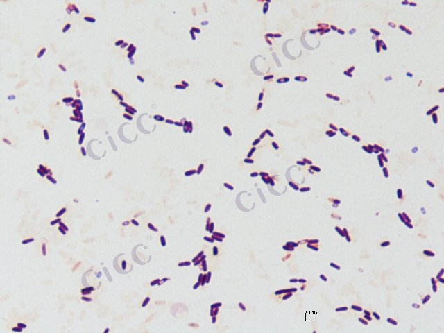 Bacillus halotolerans