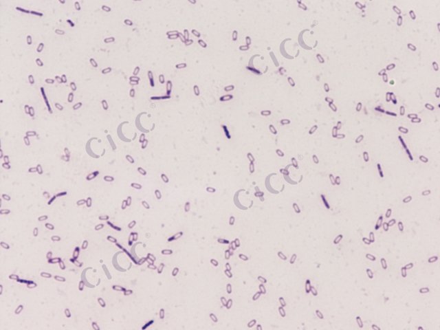 Bacillus velezensis