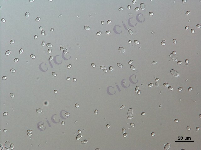 Issatchenkia orientalis