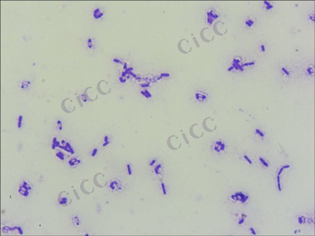Bacillus subtilis subsp subtilis