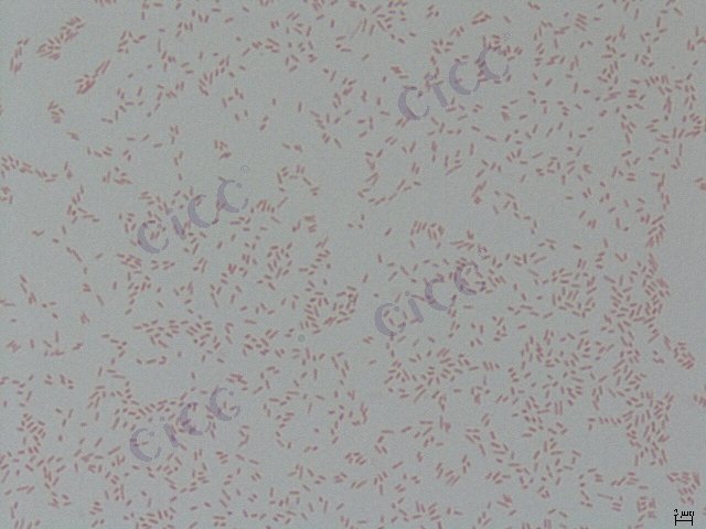 Myroides odoratimimus