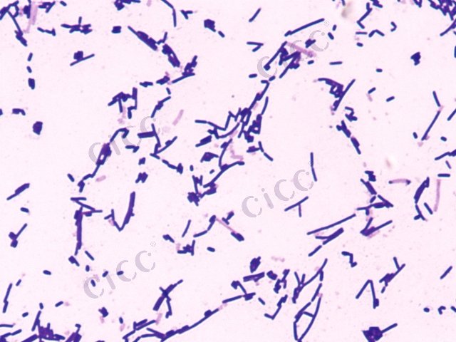 Bacillus altitudinis