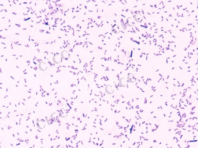 鹤羽田戴尔福特菌 Delftia tsuruhatensis CICC 10492 Delftia tsuruhatensis