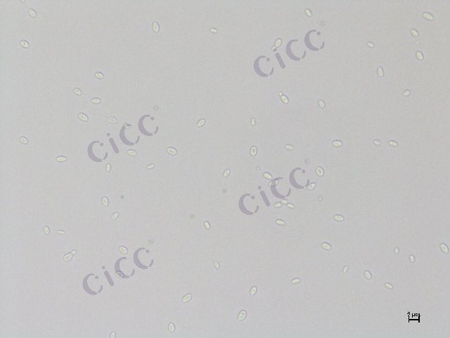 Cystobasidium minutum