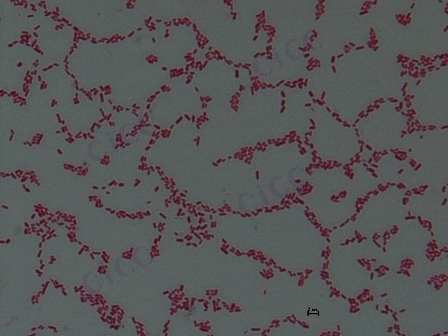 Enterobacter xiangfangensis