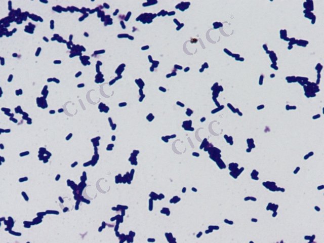 Lactiplantibacillus pentosus