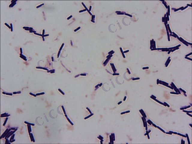Lactobacillus delbrueckii subspbulgaricus