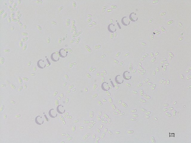 Tetrapisispora iriomotensis