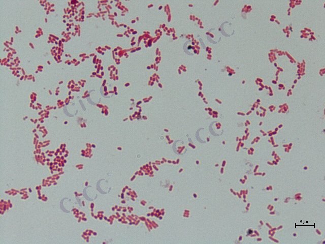 Acetobacter pasteurianus subsp pasteurianus