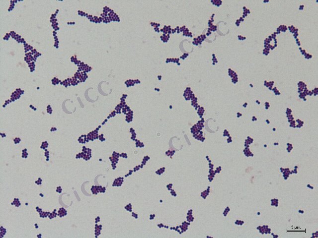 金黄色葡萄球菌 Staphylococcus aureus CICC 10786 Staphylococcus aureus