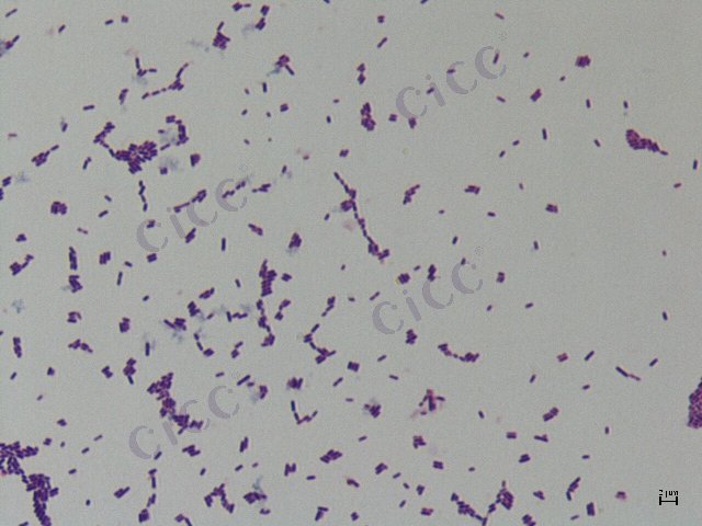 无害李斯特氏菌(英诺克李斯特氏菌) Listeria innocua CICC 10416 Listeria innocua