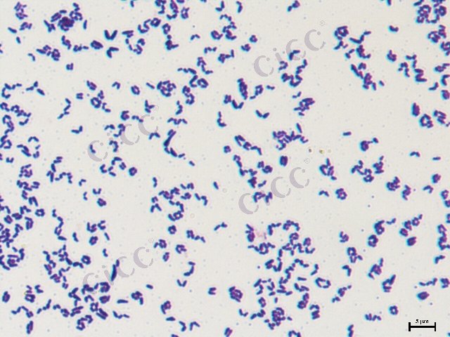 谷氨酸棒杆菌Ⅲ型 Corynebacterium glutamicum CICC 10124 Corynebacterium glutamicum