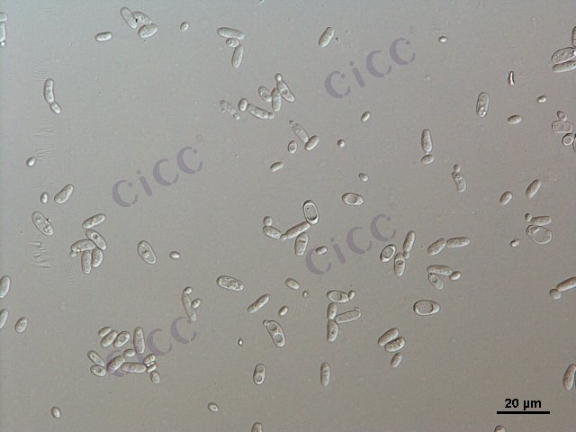 Issatchenkia orientalis