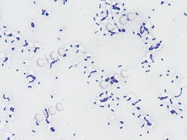 Leuconostoc sp
