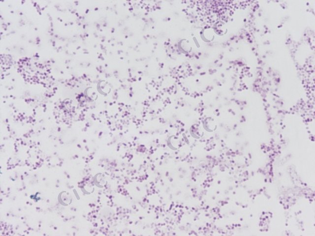 粘质沙雷氏菌 Serratia marcescens CICC 10834 Serratia marcescens