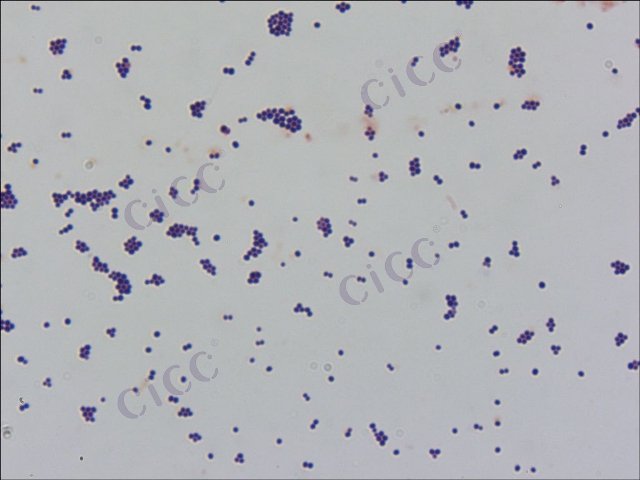 Staphylococcus lentus