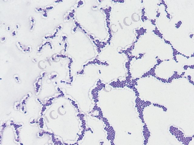 Leuconostoc mesenteroides