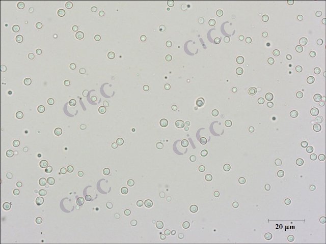 球形球拟酵母Torulopsis globosaCICC 31024
