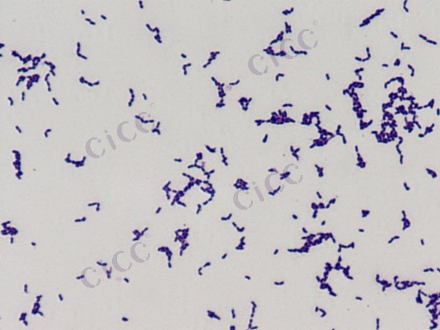 疮疱表皮杆状菌 Cutibacterium acnes CICC 10312 Cutibacterium acnes