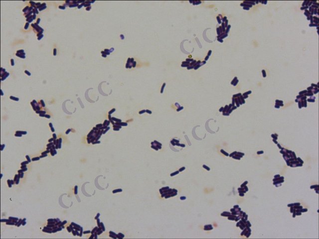 萎缩芽胞杆菌 Bacillus atrophaeus CICC 10268 Bacillus atrophaeus