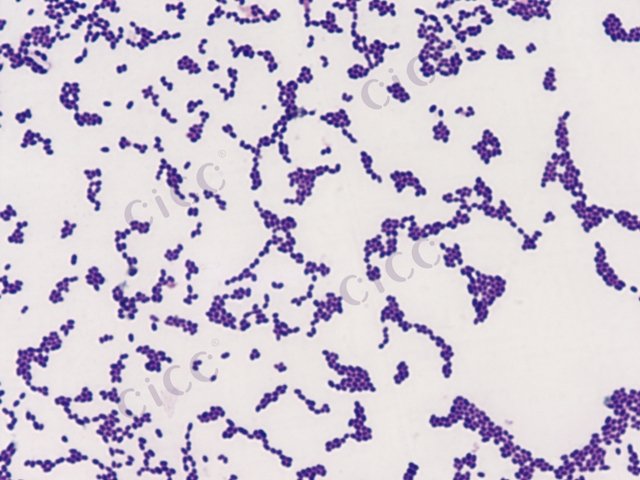 粪肠球菌 Enterococcus faecalis CICC 24243 Enterococcus faecalis