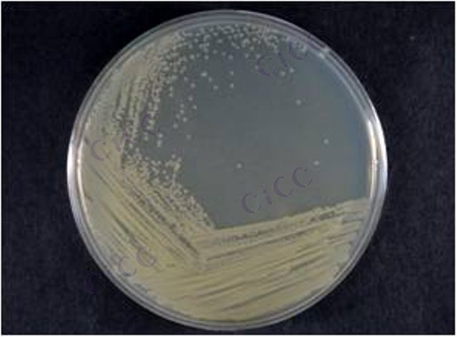 解木糖赖氨酸芽胞杆菌 Lysinibacillus xylanilyticus CICC 10602 Lysinibacillus xylanilyticus