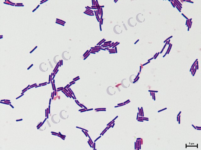 Lactobacillus helveticus