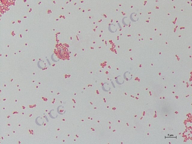 产志贺毒素大肠埃希氏菌 Escherichia coli STEC CICC 10668 Escherichia coli STEC