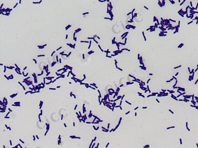 Levilactobacillus namurensis