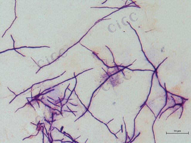 Streptomyces griseus var. ferrugineus