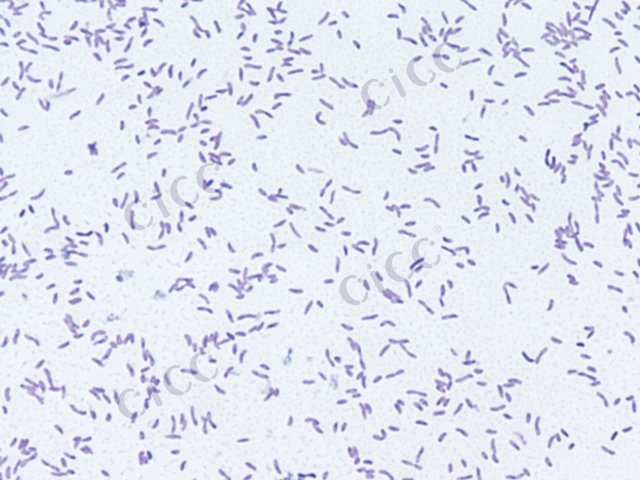 梅氏弧菌 Vibrio metschnikovii CICC 21667 Vibrio metschnikovii