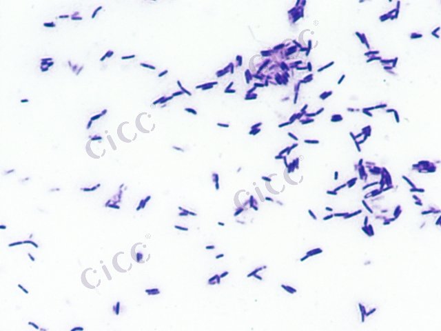 副地衣芽胞杆菌 Bacillus paralicheniformis CICC 10182 Bacillus paralicheniformis