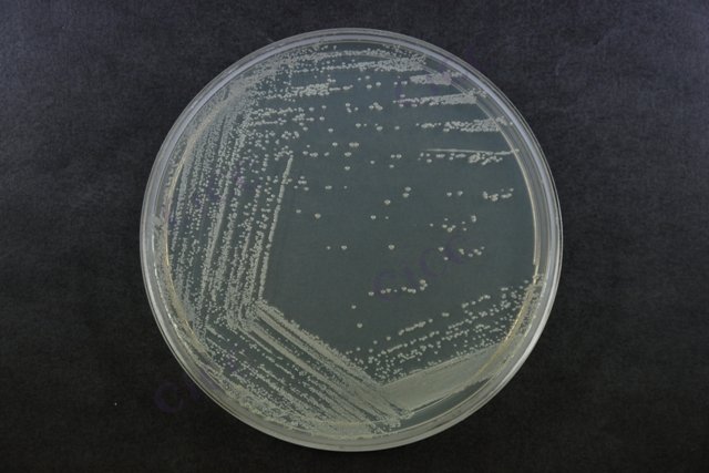 金黄色葡萄球菌 Staphylococcus aureus CICC 21600 Staphylococcus aureus