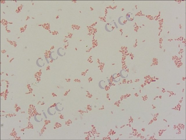 污泥根瘤菌 Rhizobium borbori CICC 10363 Rhizobium borbori