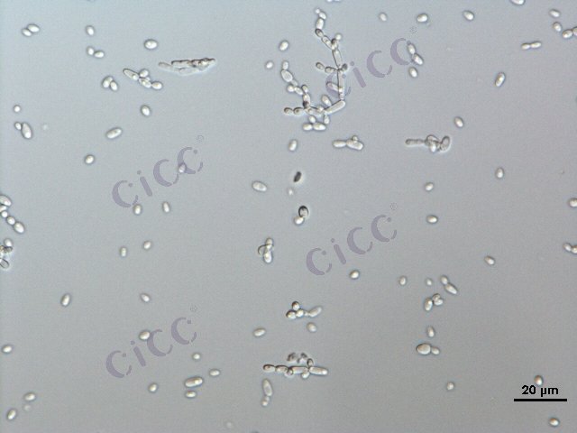 Candida guilliermondii