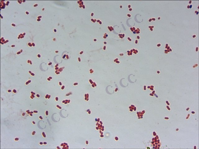 葡糖杆菌属 Gluconobacter sp CICC 10357 Gluconobacter sp