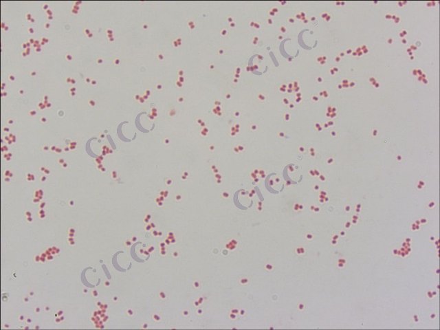 大肠埃希氏菌 Escherichia coli CICC 10004 Escherichia coli