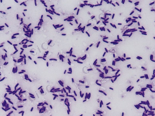枯草芽胞杆菌 Bacillus subtilis CICC 10153 Bacillus subtilis