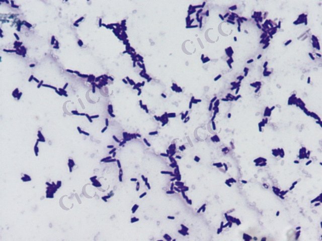 Bacillus altitudinis