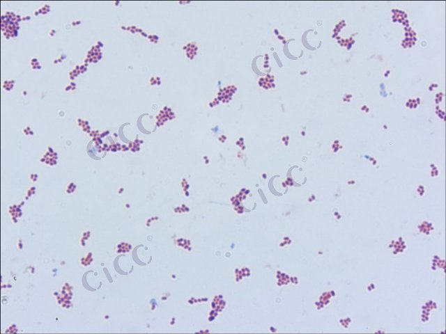 Leuconostoc mesenteroides subsp cremoris