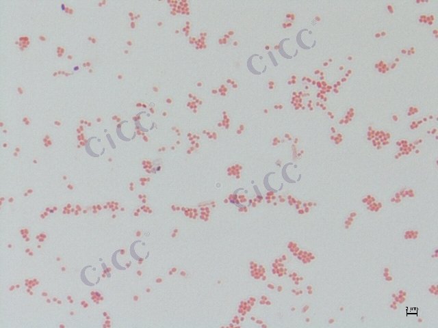 大肠埃希氏菌 Escherichia coli CICC 10047 Escherichia coli