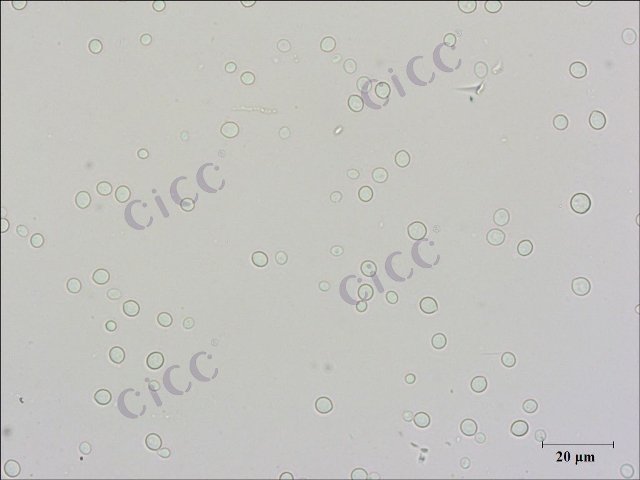 Cryptococcus albidus