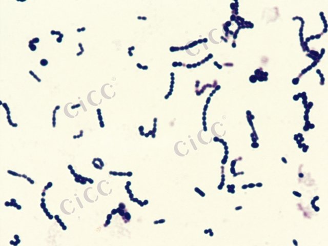 酿脓链球菌 Streptococcus pyogenes CICC 10356 Streptococcus pyogenes