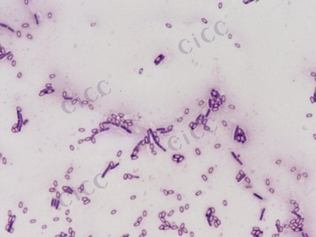 Bacillus subtilis subsp subtilis
