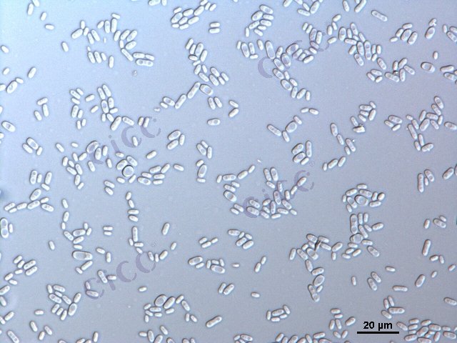 Candida rugosa