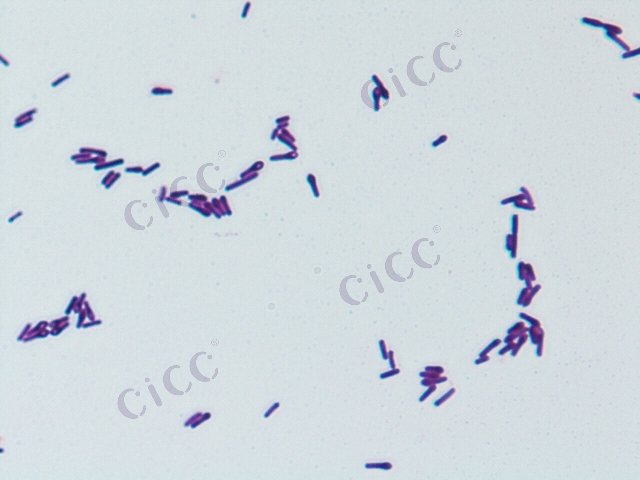 Lysinibacillus sp