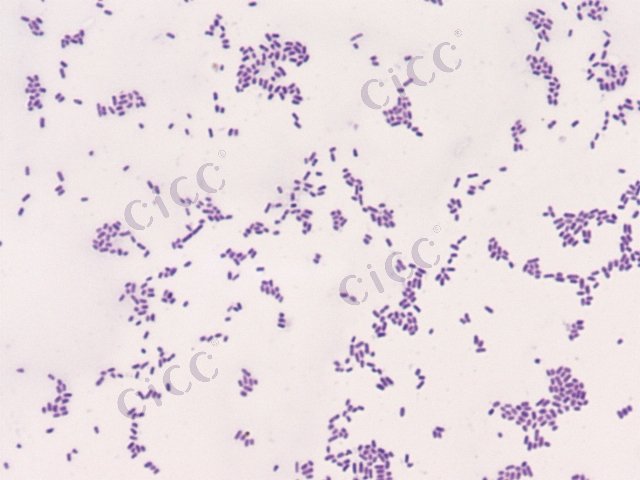 Enterobacter sakazakii