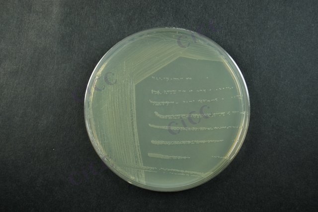 大肠埃希氏菌 Escherichia coli CICC 10899 Escherichia coli
