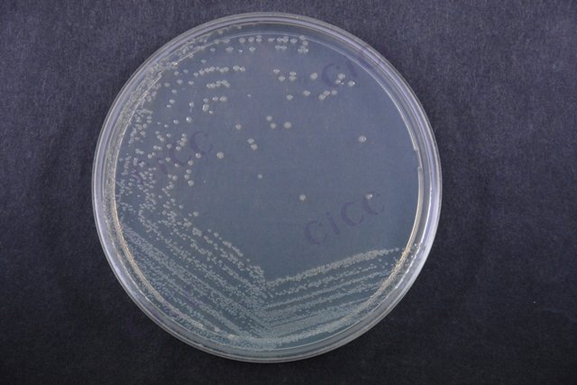 肠道侵袭性大肠埃希氏菌 Escherichia coli EIEC CICC 24188 Escherichia coli EIEC